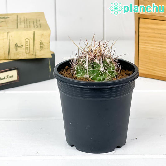 PLANCHU サボテン テロカクタス 大統領 だいとうりょう 3号鉢 受け皿付き 育て方説明書付き Thelocactus bicolor