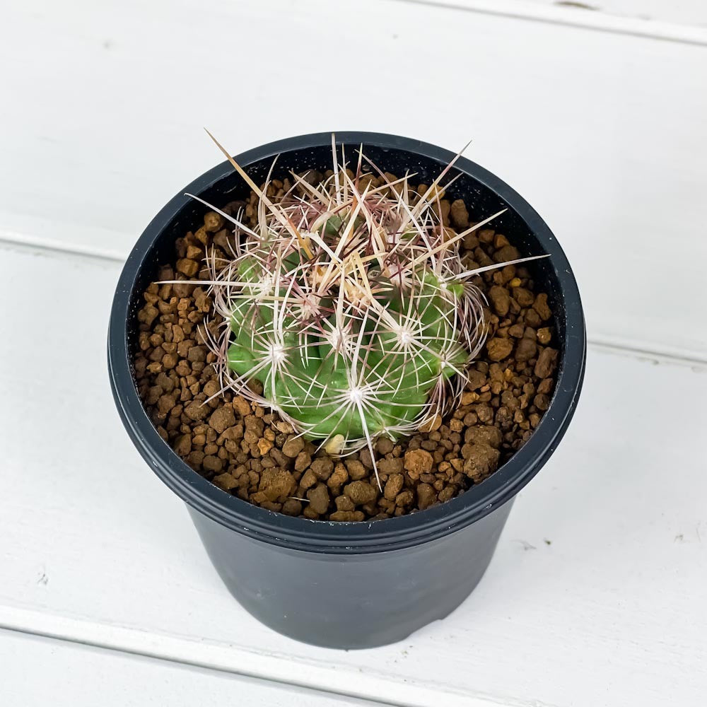 PLANCHU サボテン テロカクタス 大統領 だいとうりょう 3号鉢 受け皿付き 育て方説明書付き Thelocactus bicolor