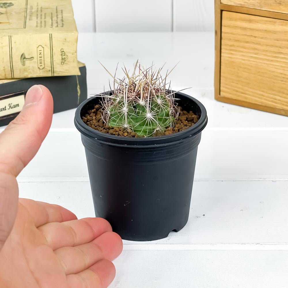 PLANCHU サボテン テロカクタス 大統領 だいとうりょう 3号鉢 受け皿付き 育て方説明書付き Thelocactus bicolor