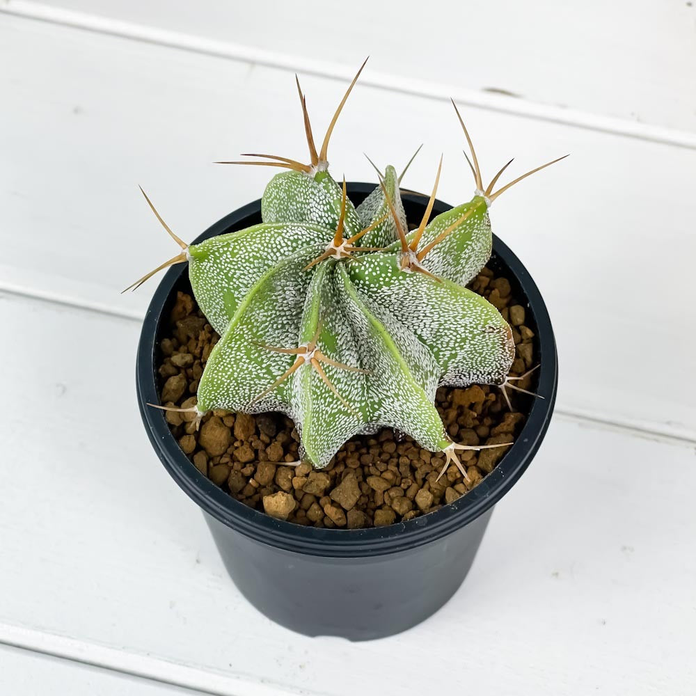 PLANCHU サボテン アストロフィツム 般若 はんにゃ 3号鉢 受け皿付き 育て方説明書付き Astrophytum ornatum