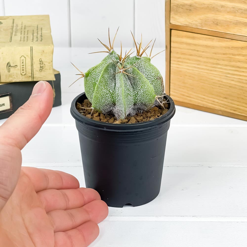 PLANCHU サボテン アストロフィツム 般若 はんにゃ 3号鉢 受け皿付き 育て方説明書付き Astrophytum ornatum