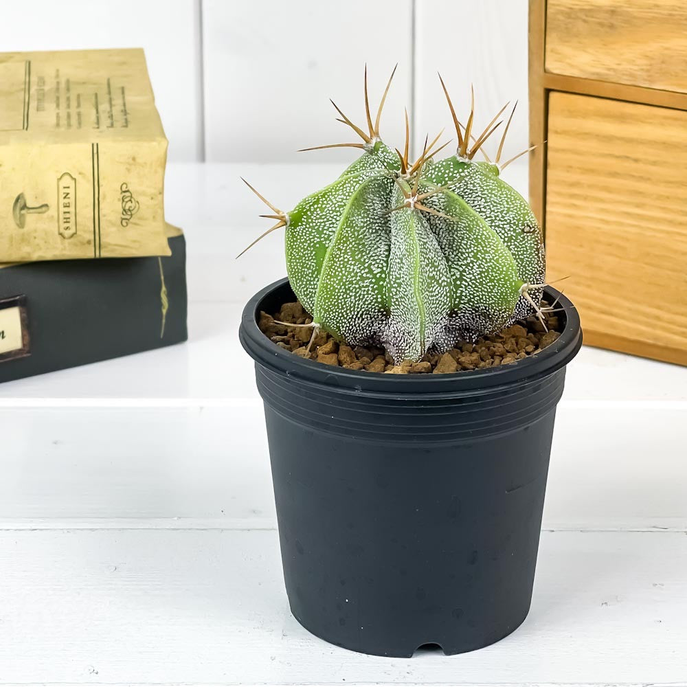 PLANCHU サボテン アストロフィツム 般若 はんにゃ 3号鉢 受け皿付き 育て方説明書付き Astrophytum ornatum