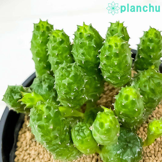 PLANCHU 多肉植物 ユーフォルビア グリーンボール 3号鉢 受け皿付き 育て方説明書付き Euphorbia