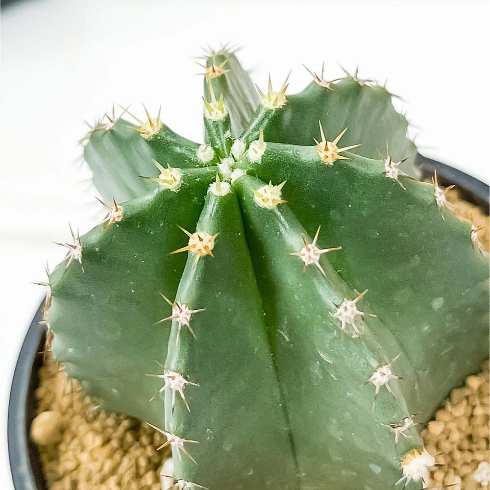 PLANCHU サボテン エキノケレウス 大仏殿 だいぶつでん 3号鉢 受け皿付き 育て方説明書付き Echinocereus subinermis