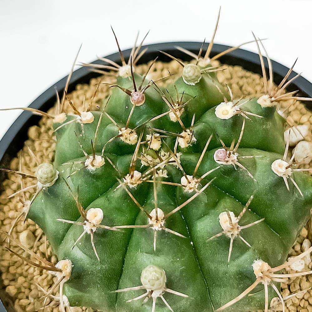 PLANCHU サボテン ギムノカリキウム 翠晃冠 すいこうかん 3号鉢 受け皿付き 育て方説明書付き Gymnocalycium anisitsii