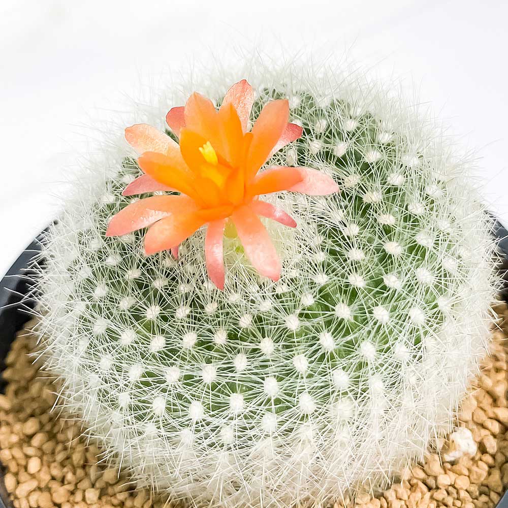 PLANCHU サボテン パロディア 雪晃 せっこう 3号鉢 受け皿付き 育て方