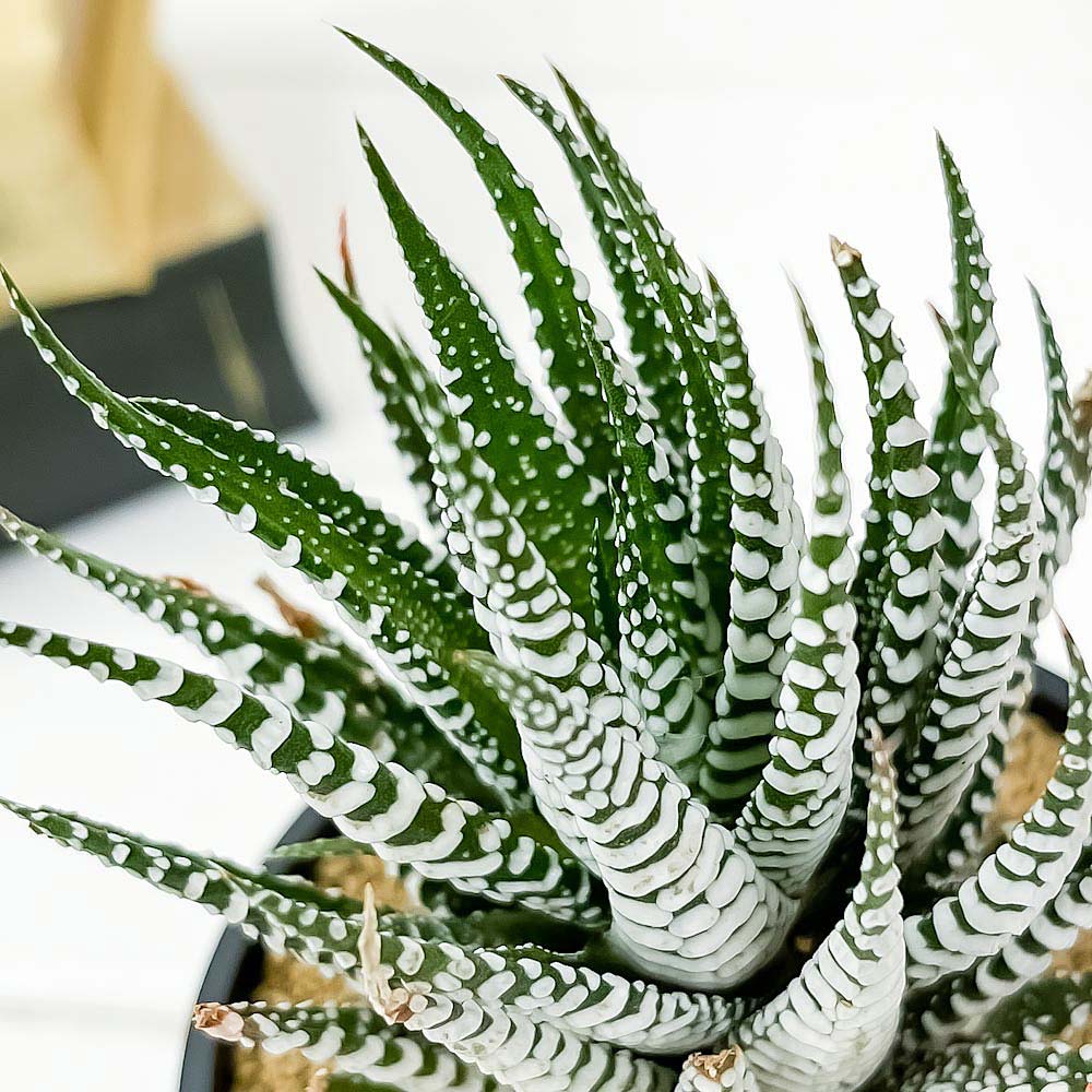 PLANCHU 多肉植物 ハオルチオプシス ゼブラ 3号鉢 受け皿付き 育て方説明書付き Haworthiopsis fasciata cv. ハオルチア 十二の巻 ワイドバンド