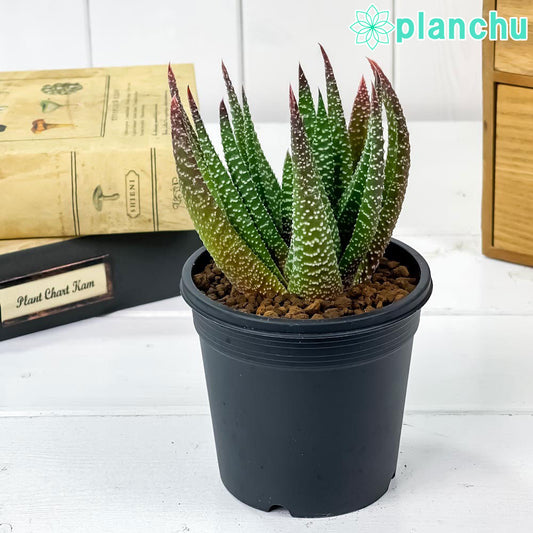 PLANCHU 多肉植物 ガステリア sp. 3号鉢 受け皿付き 育て方説明書付き Gasteria sp.