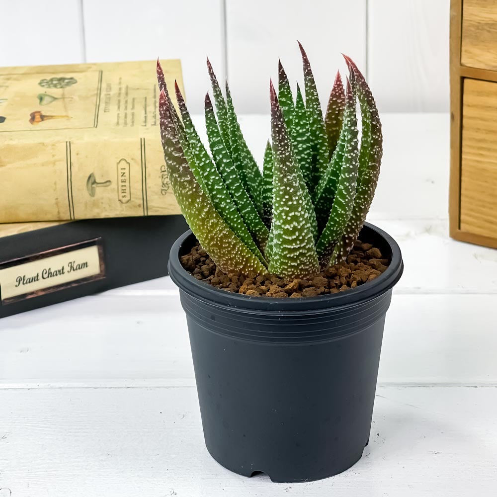 PLANCHU 多肉植物 ガステリア sp. 3号鉢 受け皿付き 育て方説明書付き Gasteria sp.