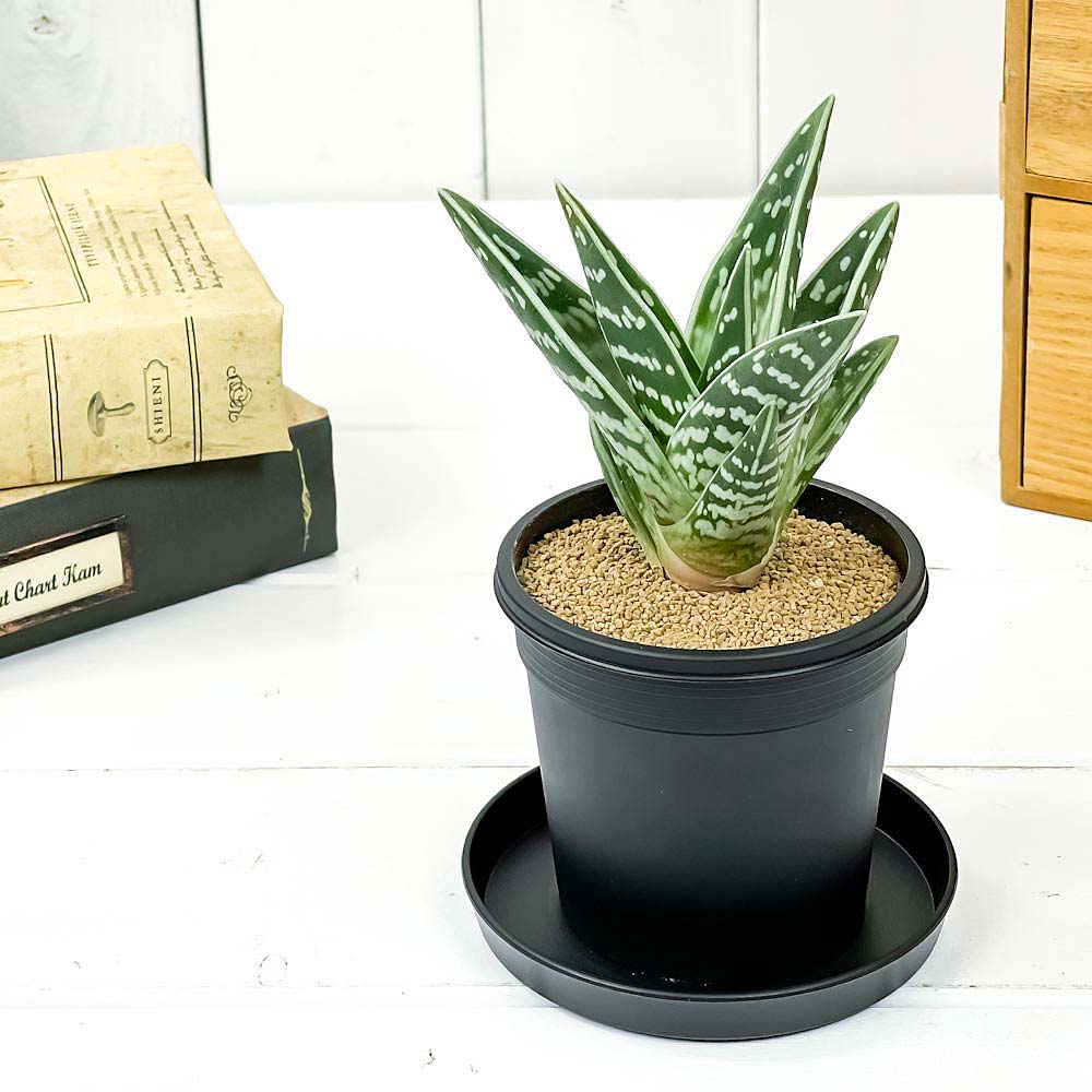 PLANCHU 多肉植物 アロエ 千代田錦 ちよだにしき 3号鉢 受け皿付き 育て方説明書付き Aloe variegata ゴニアロエ