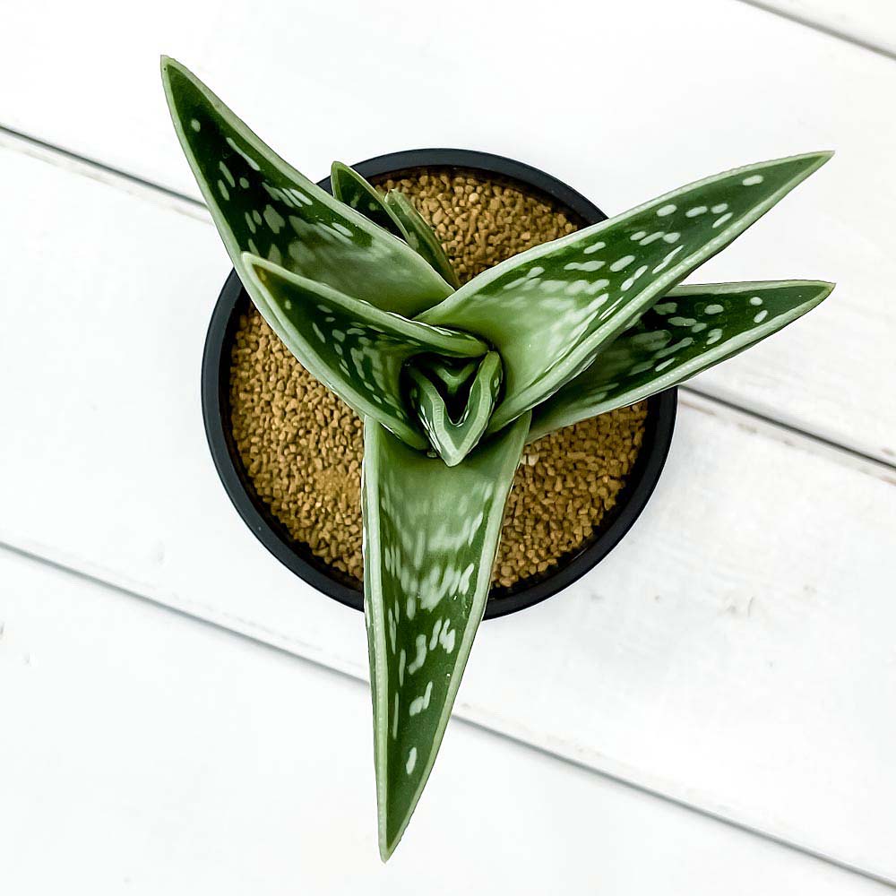 PLANCHU 多肉植物 アロエ 千代田錦 ちよだにしき 3号鉢 受け皿付き 育て方説明書付き Aloe variegata ゴニアロエ