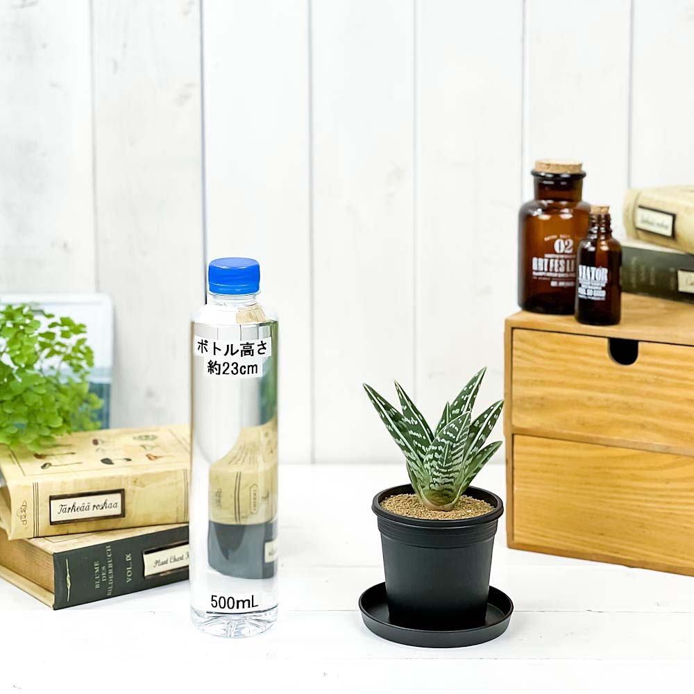 PLANCHU 多肉植物 アロエ 千代田錦 ちよだにしき 3号鉢 受け皿付き 育て方説明書付き Aloe variegata ゴニアロエ