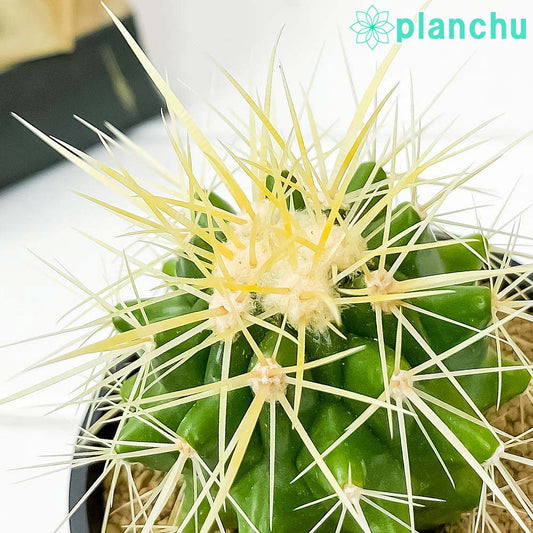 PLANCHU サボテン エキノカクタス 金鯱 きんしゃち 3号鉢 受け皿付き 育て方説明書付き Echinocactus grusonii キンシャチ 金シャチ