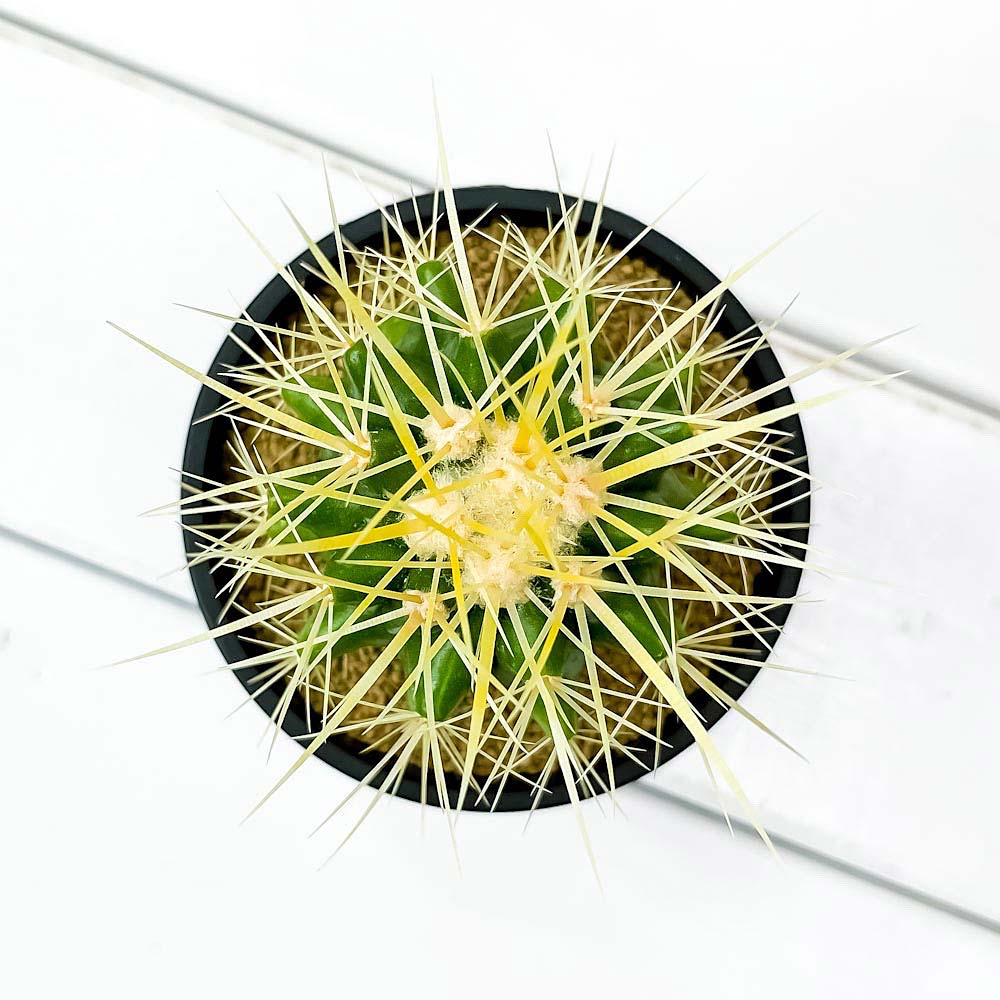 PLANCHU サボテン エキノカクタス 金鯱 きんしゃち 3号鉢 受け皿付き 育て方説明書付き Echinocactus grusonii キンシャチ 金シャチ