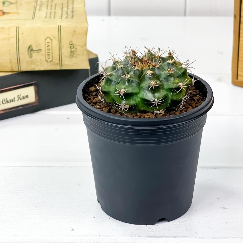 PLANCHU サボテン ギムノカリキウム 麗蛇丸 れいだまる 3号鉢 受け皿