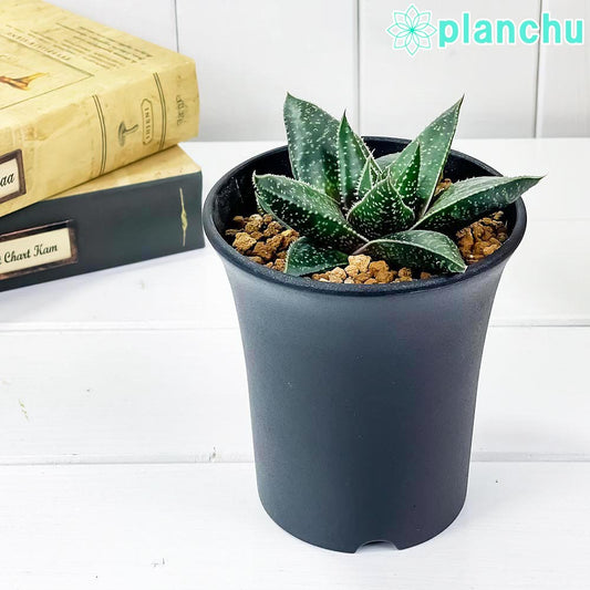 PLANCHU 多肉植物 ガステリア リンポポ 3.5号鉢 Gasteria ‘Limpopo’