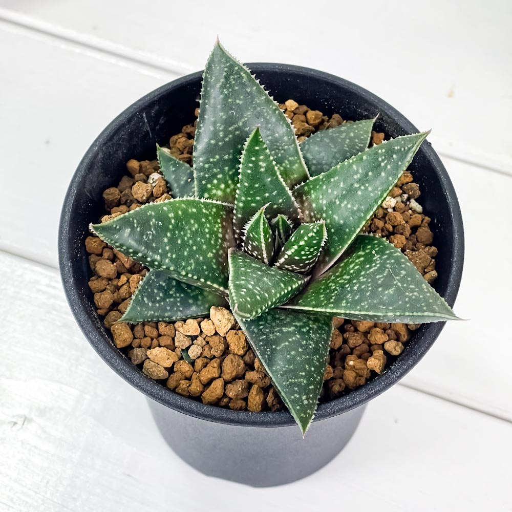 PLANCHU 多肉植物 ガステリア リンポポ 3.5号鉢 Gasteria ‘Limpopo’