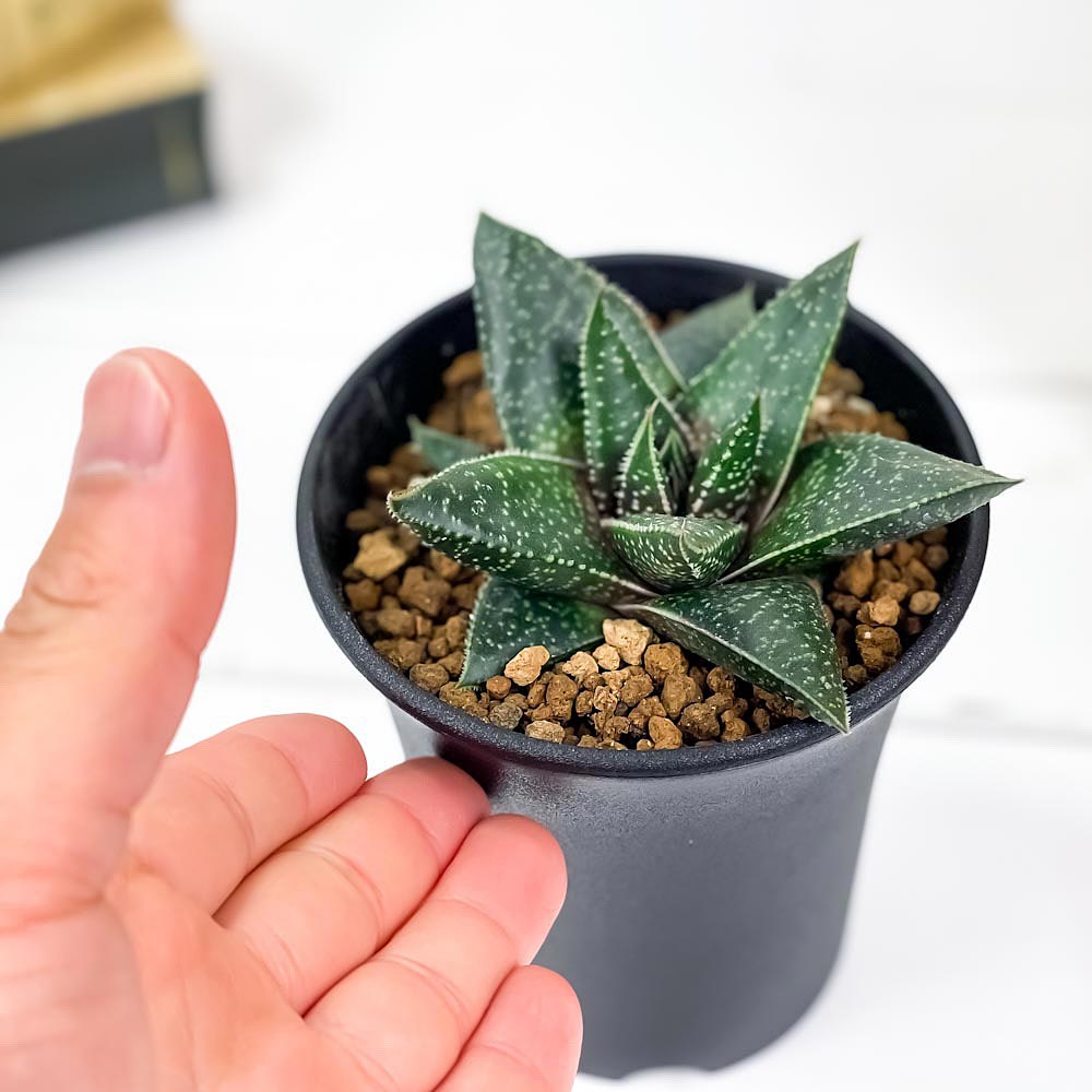 PLANCHU 多肉植物 ガステリア リンポポ 3.5号鉢 Gasteria ‘Limpopo’