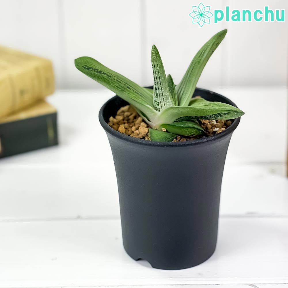 ガステリア – 観葉植物専門店プランチュ
