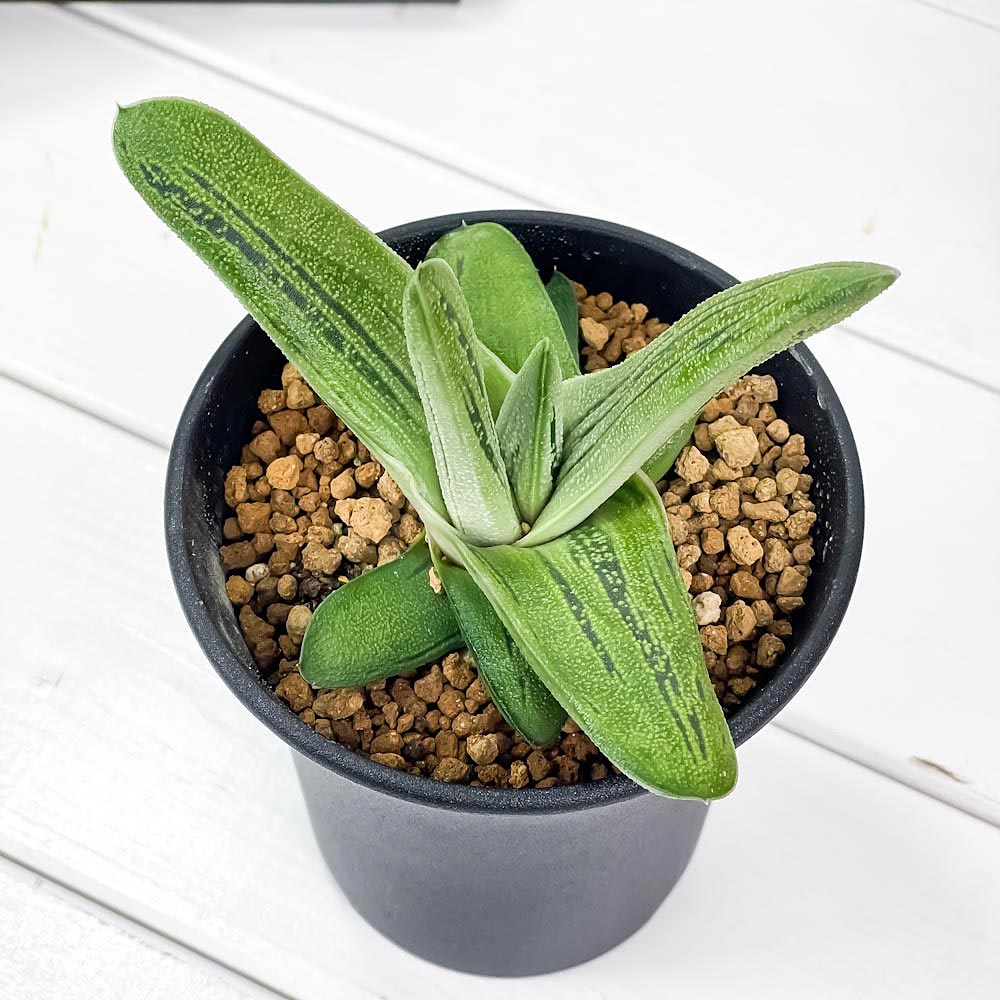 PLANCHU 多肉植物 ガステリア リトルワーティー 3.5号鉢 Gasteria ‘Little Warty’