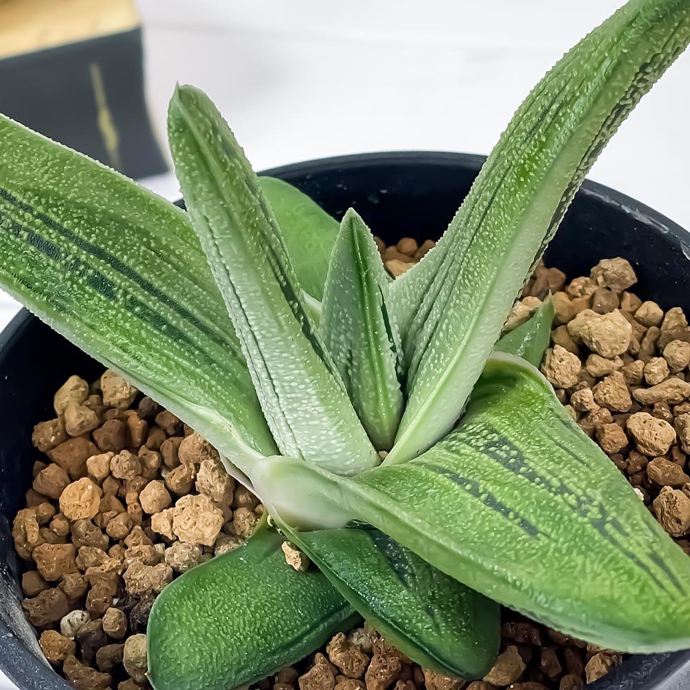 PLANCHU 多肉植物 ガステリア リトルワーティー 3.5号鉢 Gasteria ‘Little Warty’