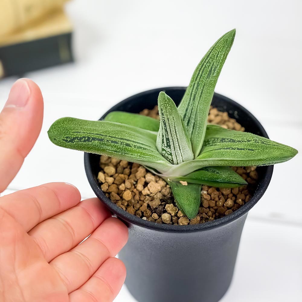 PLANCHU 多肉植物 ガステリア リトルワーティー 3.5号鉢 Gasteria ‘Little Warty’