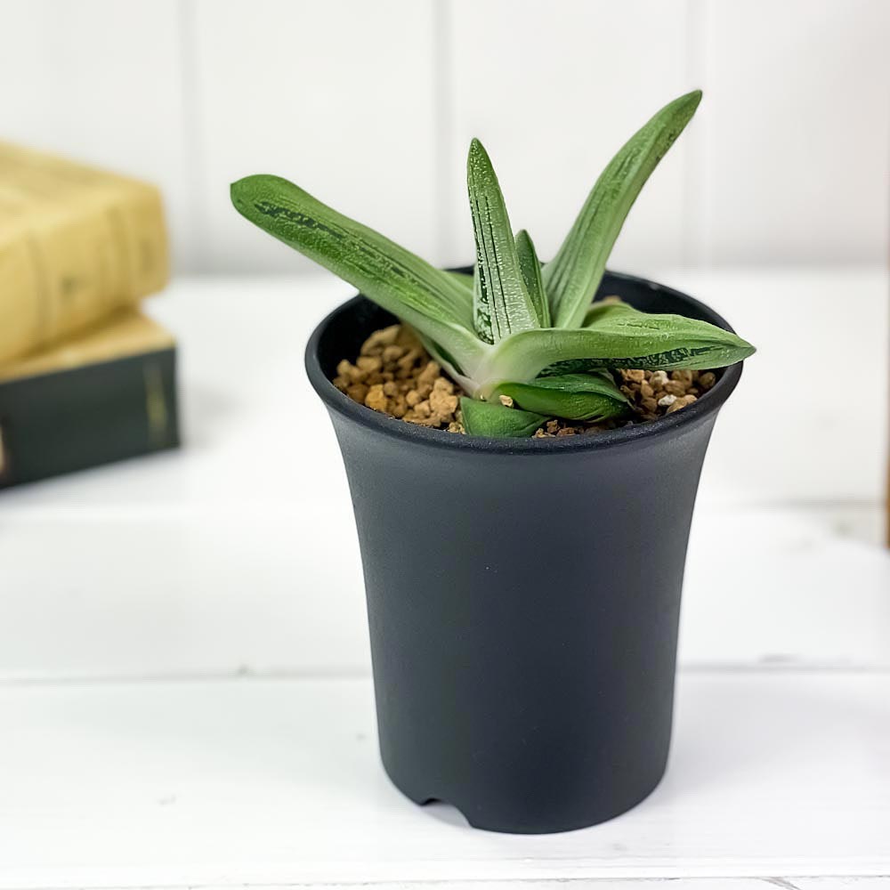 PLANCHU 多肉植物 ガステリア リトルワーティー 3.5号鉢 Gasteria ‘Little Warty’