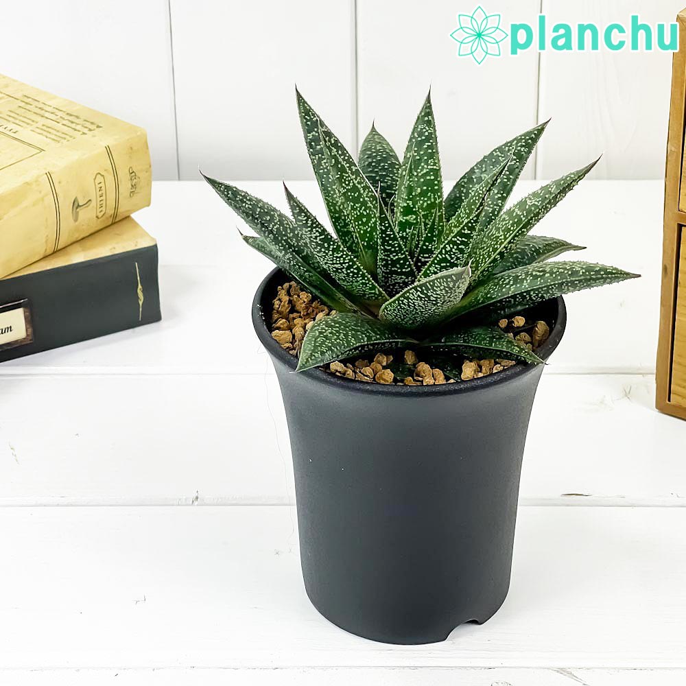 PLANCHU 多肉植物 ガステリア フロウ 3.5号鉢 Gasteria ‘Flow’ ガステラロエ Gasteraloe