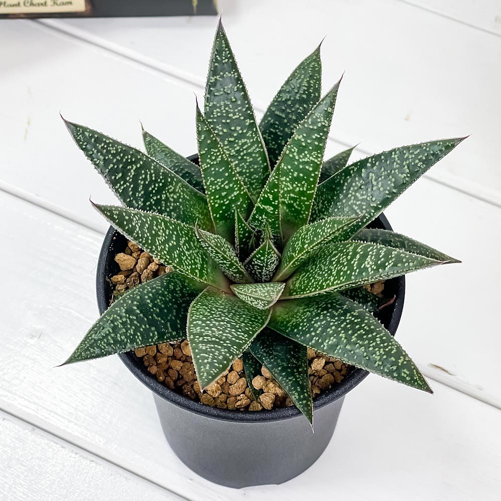 PLANCHU 多肉植物 ガステリア フロウ 3.5号鉢 Gasteria ‘Flow’ ガステラロエ Gasteraloe