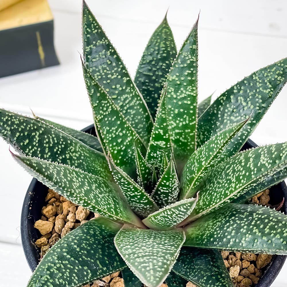 PLANCHU 多肉植物 ガステリア フロウ 3.5号鉢 Gasteria ‘Flow’ ガステラロエ Gasteraloe