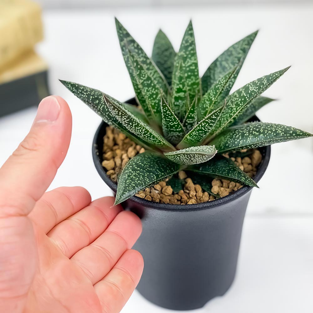 PLANCHU 多肉植物 ガステリア フロウ 3.5号鉢 Gasteria ‘Flow’ ガステラロエ Gasteraloe