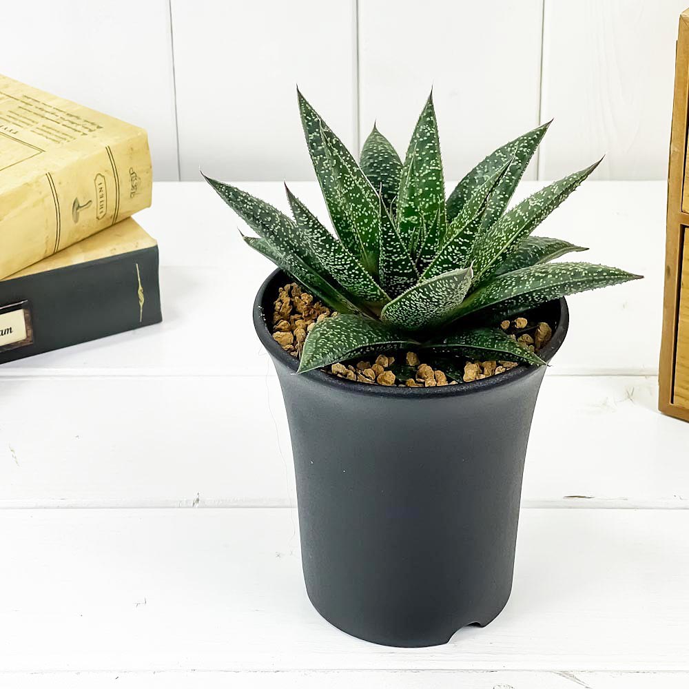 PLANCHU 多肉植物 ガステリア フロウ 3.5号鉢 Gasteria ‘Flow’ ガステラロエ Gasteraloe