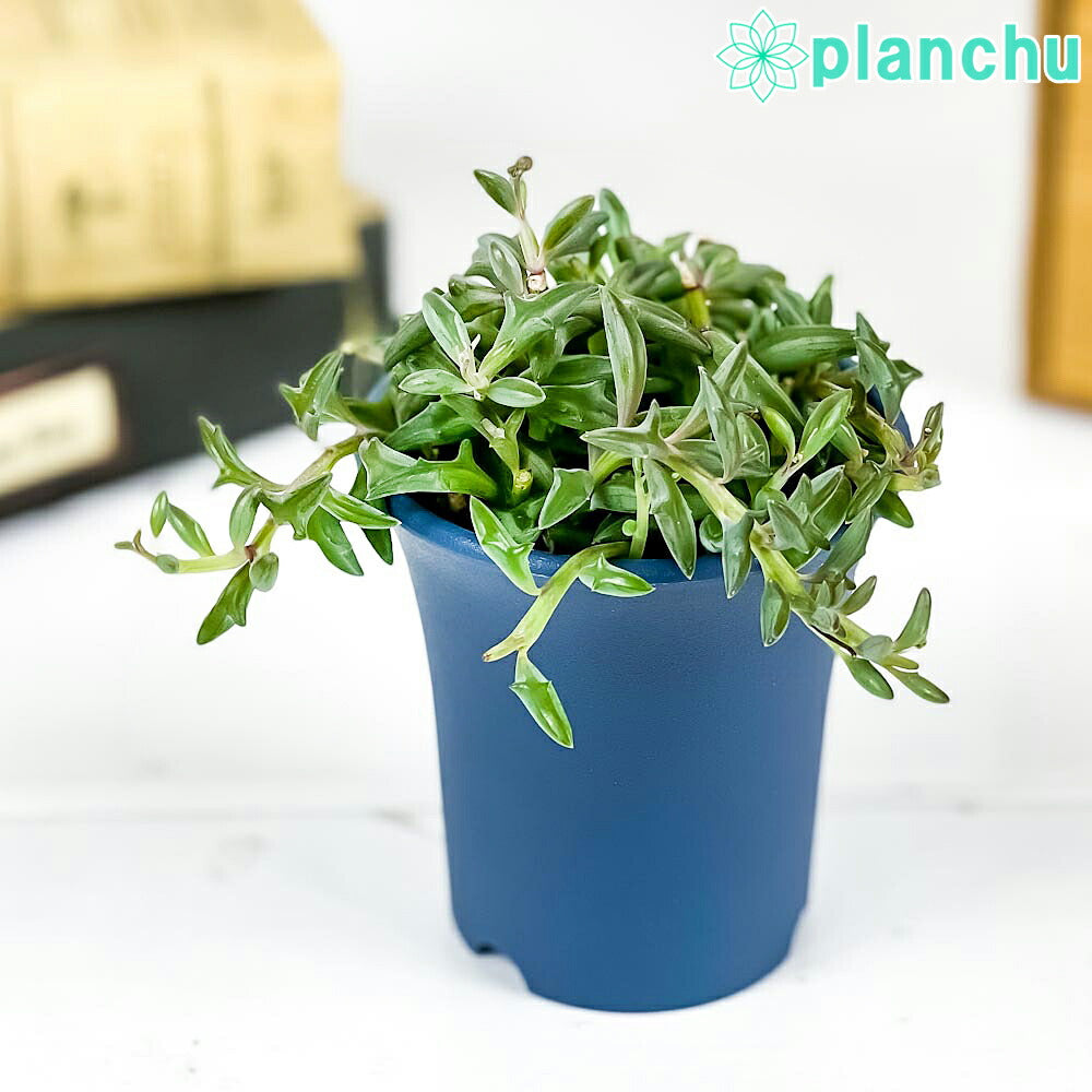 PLANCHU 多肉植物 セネシオ ドルフィンネックレス 2.5号鉢 鉢色おまかせ Senecio ‘Hippogriff’ ヒポグリフ ペレグリヌス 観葉植物