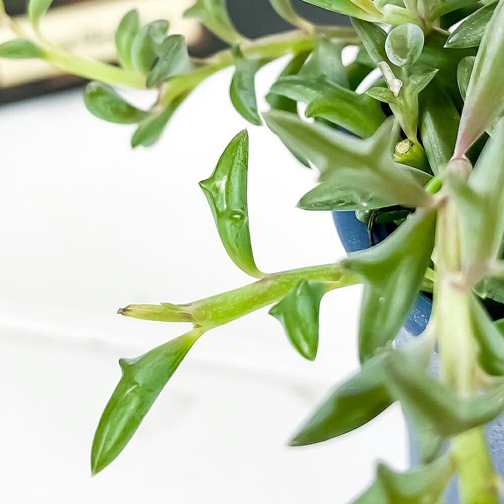 PLANCHU 多肉植物 セネシオ ドルフィンネックレス 2.5号鉢 鉢色おまかせ Senecio ‘Hippogriff’ ヒポグリフ ペレグリヌス 観葉植物