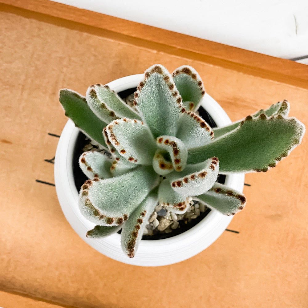 PLANCHU 多肉植物 カランコエ 月兎耳 3号丸鉢 受け皿付き 育て方説明書付き Kalanchoe tomentosa ツキトジ つきとじ 観葉植物