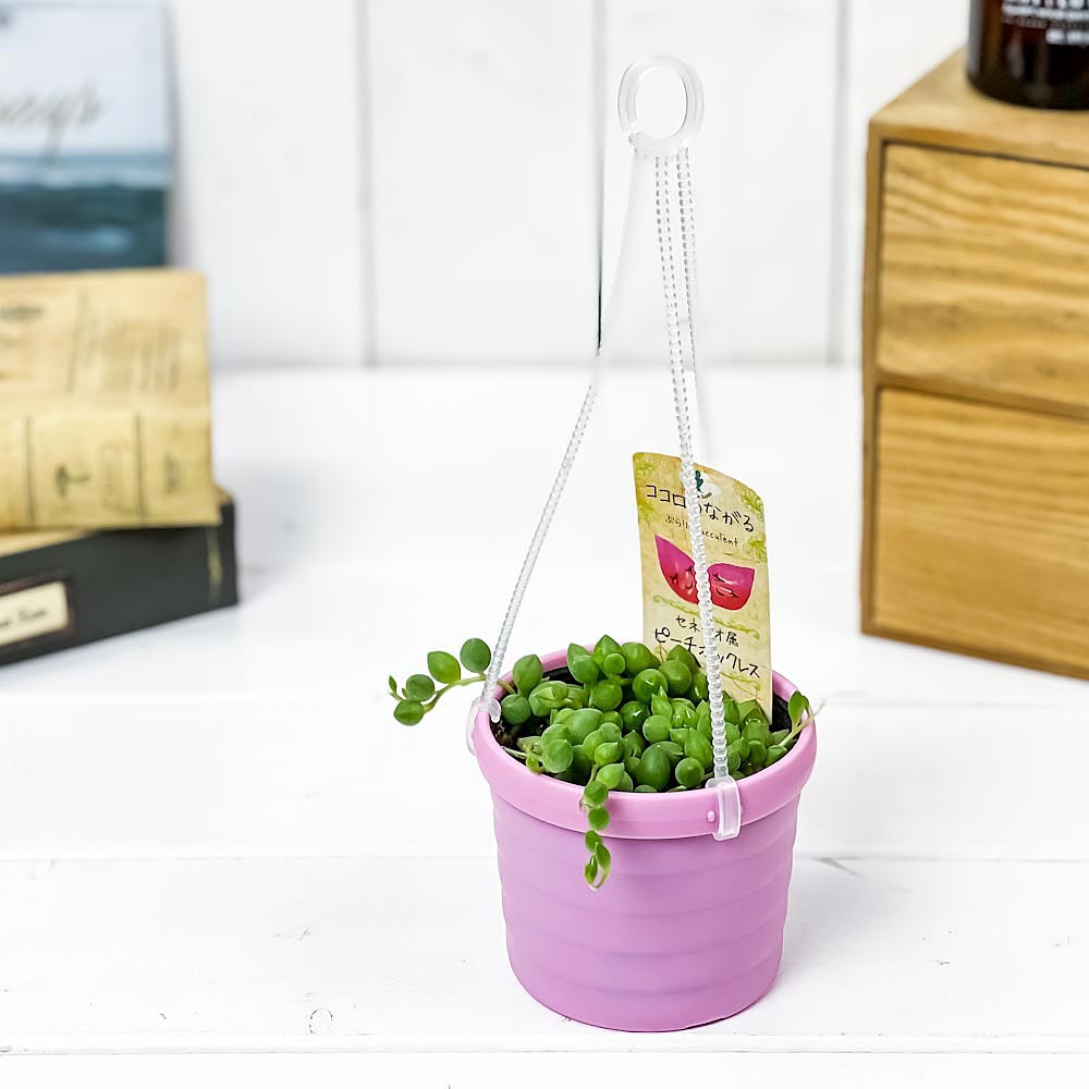 PLANCHU 多肉植物 ぶらりサキュレント ピーチネックレス 3号吊り鉢 鉢色おまかせ 育て方説明書付き Senecio ‘Peach Necklace’ セネシオ