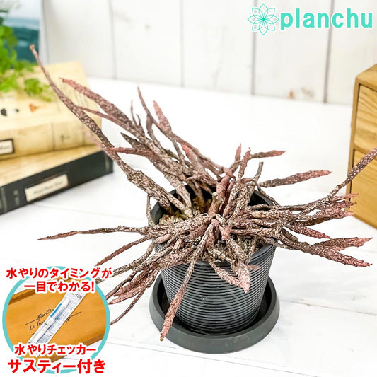 PLANCHU 多肉植物 ユーフォルビア プラティクラダ 4号樹脂鉢 ダークグレー サスティー付き 受け皿付き 育て方説明書付き Euphorbia platyclada ゾンビプランツ