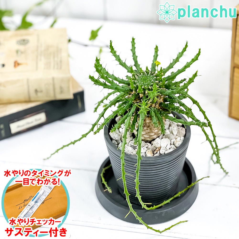 PLANCHU 多肉植物 ユーフォルビア ゴルゴニス 3.5号樹脂鉢 ミディダークグレー サスティー付き 受け皿付き 育て方説明書付き Euphorbia gorgonis 金輪際