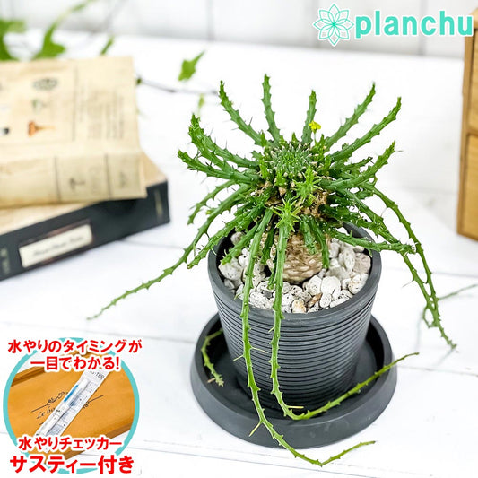 PLANCHU 多肉植物 ユーフォルビア ゴルゴニス 3.5号樹脂鉢 ミディダークグレー サスティー付き 受け皿付き 育て方説明書付き Euphorbia gorgonis 金輪際