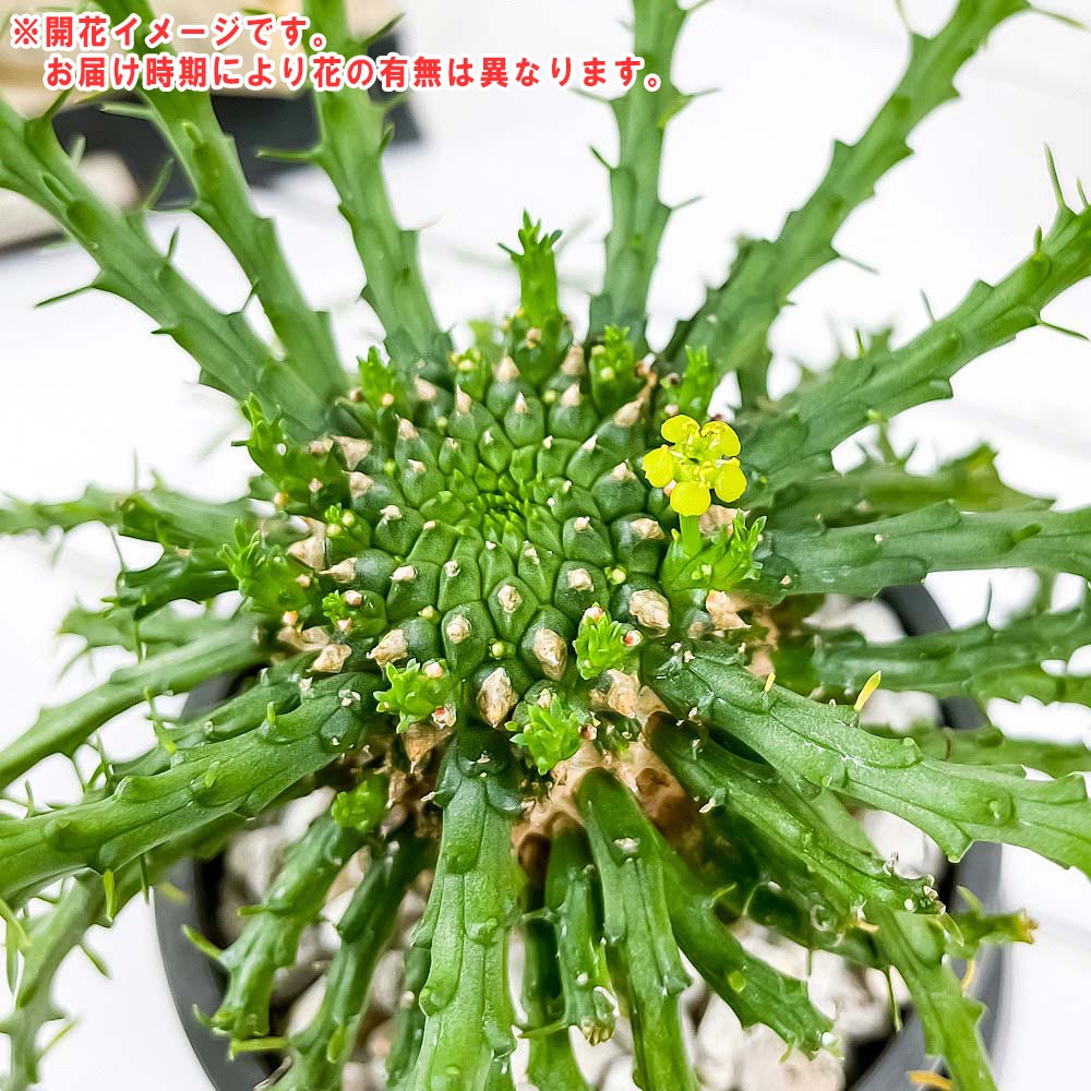 PLANCHU 多肉植物 ユーフォルビア ゴルゴニス 3.5号樹脂鉢 ミディダークグレー サスティー付き 受け皿付き 育て方説明書付き Euphorbia gorgonis 金輪際