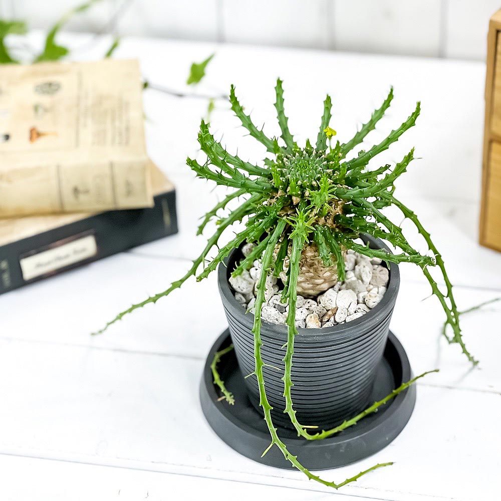 PLANCHU 多肉植物 ユーフォルビア ゴルゴニス 3.5号樹脂鉢 ミディ