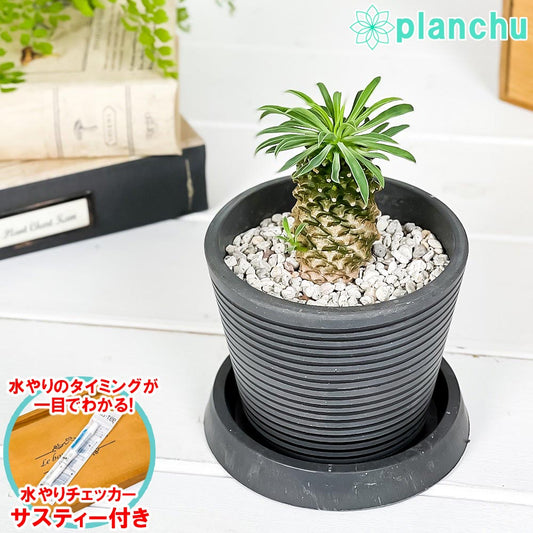 PLANCHU 多肉植物 ユーフォルビア パイナップルコーン 3.5号樹脂鉢 ミディダークグレー サスティー付き 受け皿付き 育て方説明書付き Euphorbia cv. 蘇鉄麒麟