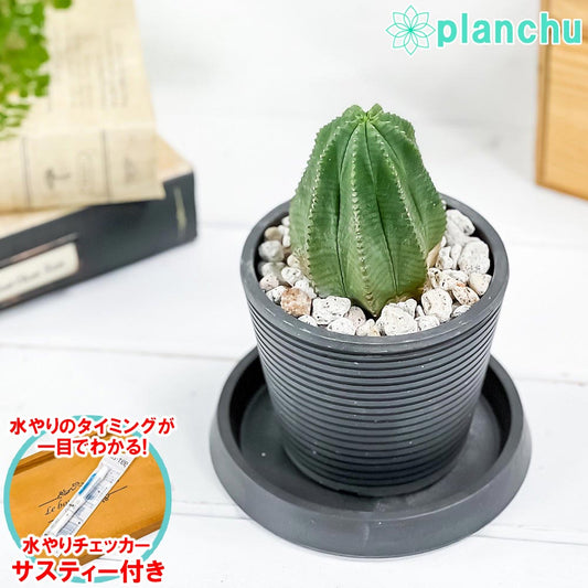 PLANCHU 多肉植物 ユーフォルビア カメレオンヘルメット 3.5号樹脂鉢 ミディダークグレー サスティー付き 受け皿付き 育て方説明書付き Euphorbia cv.