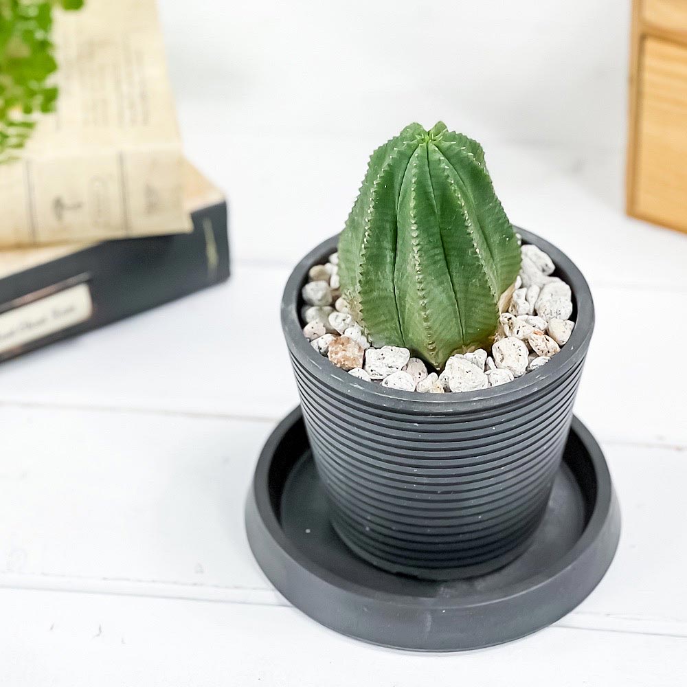 PLANCHU 多肉植物 ユーフォルビア カメレオンヘルメット 3.5号樹脂鉢