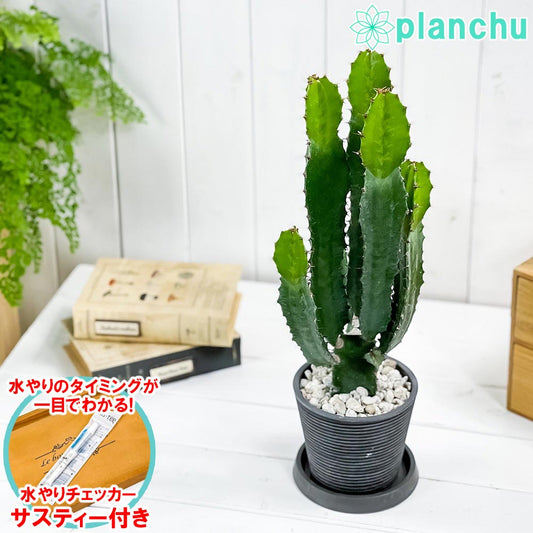 PLANCHU 多肉植物 ユーフォルビア 大雲閣 4号樹脂鉢 ダークグレー サスティー付き 受け皿付き 育て方説明書付き Euphorbia acrurensis