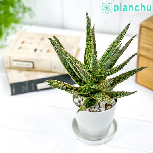 PLANCHU 多肉植物 アロエ フラミンゴ 3.5号鉢 受け皿付き 育て方説明書付き Aloe ‘Flamingo’