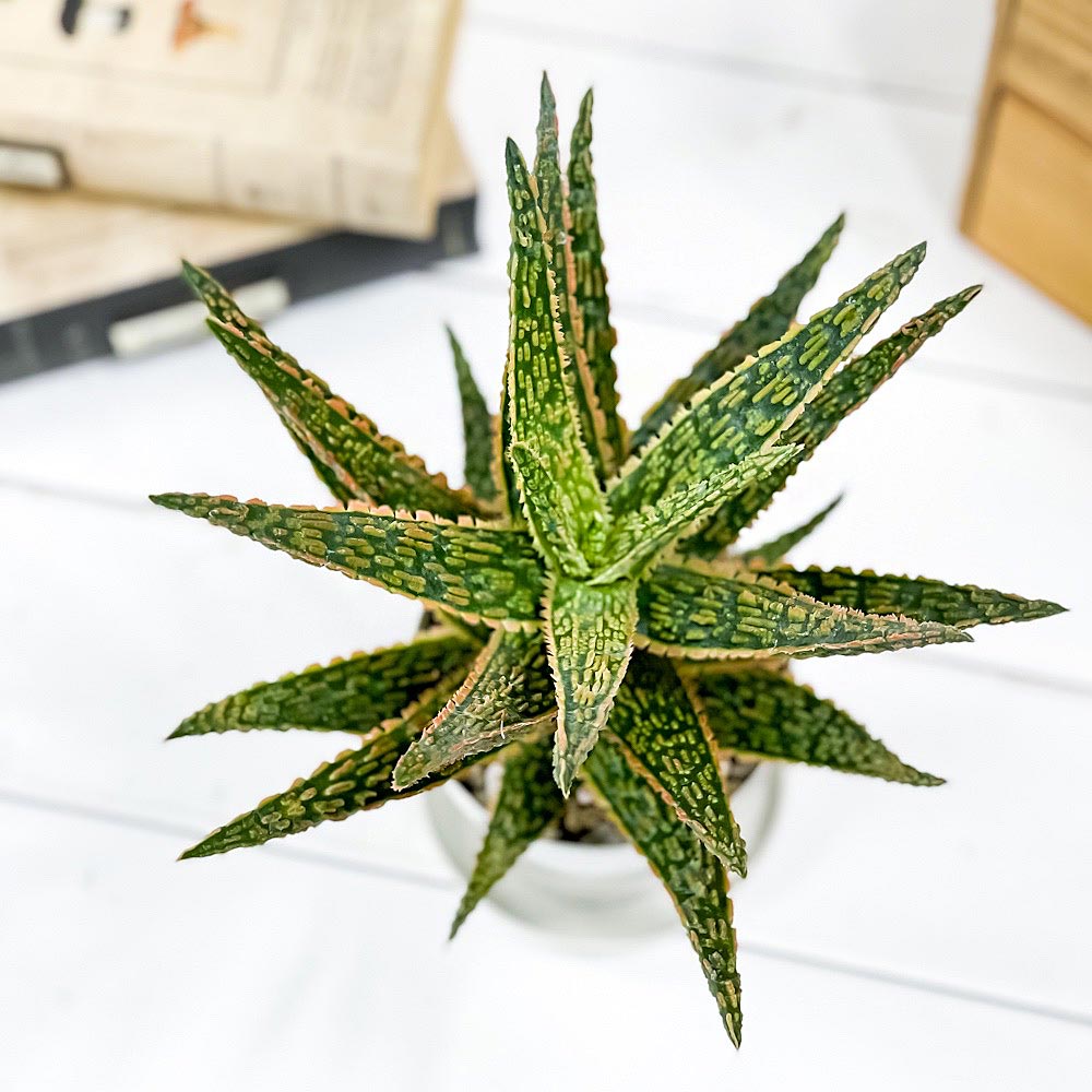 PLANCHU 多肉植物 アロエ フラミンゴ 3.5号鉢 受け皿付き 育て方説明書付き Aloe ‘Flamingo’