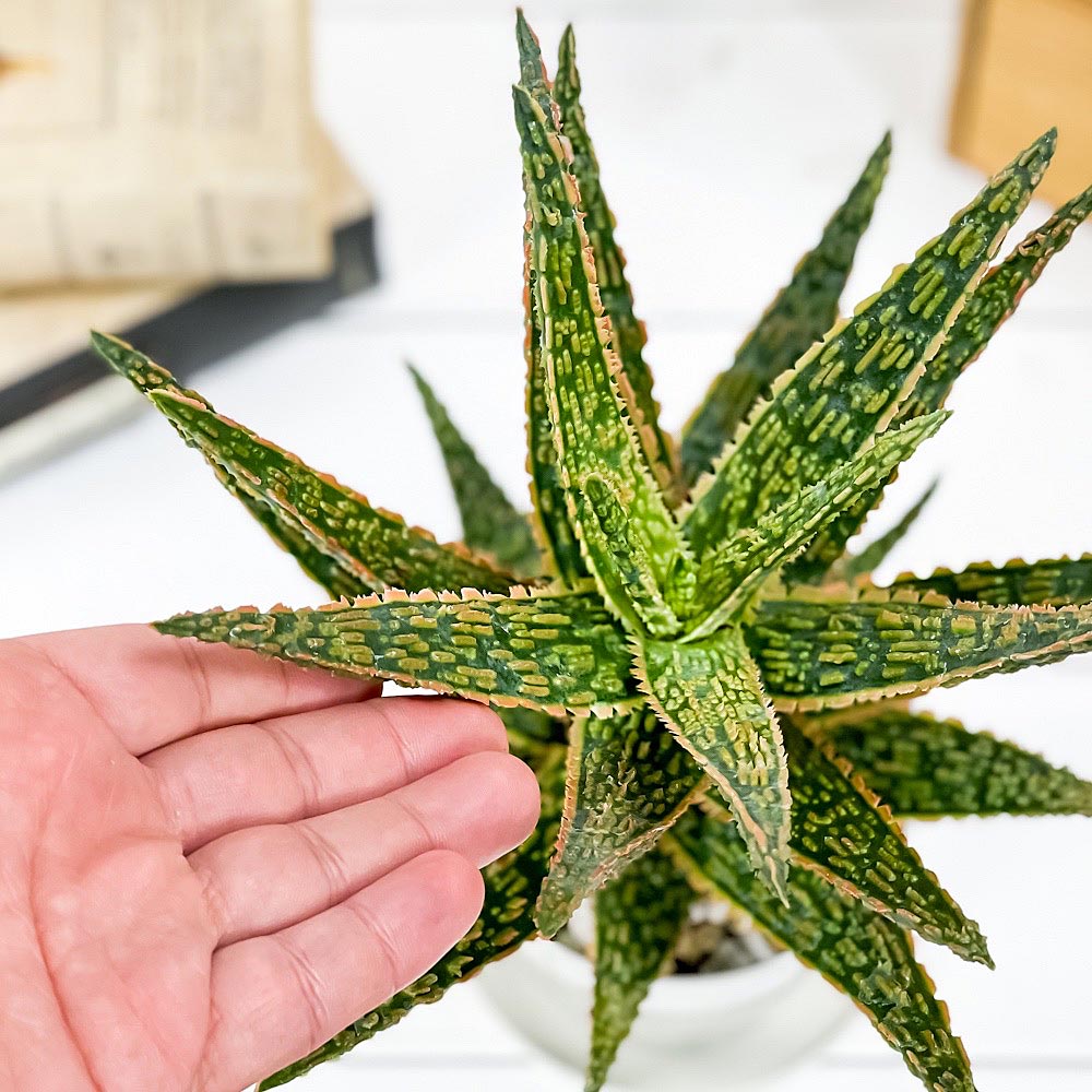PLANCHU 多肉植物 アロエ フラミンゴ 3.5号鉢 受け皿付き 育て方説明書付き Aloe ‘Flamingo’