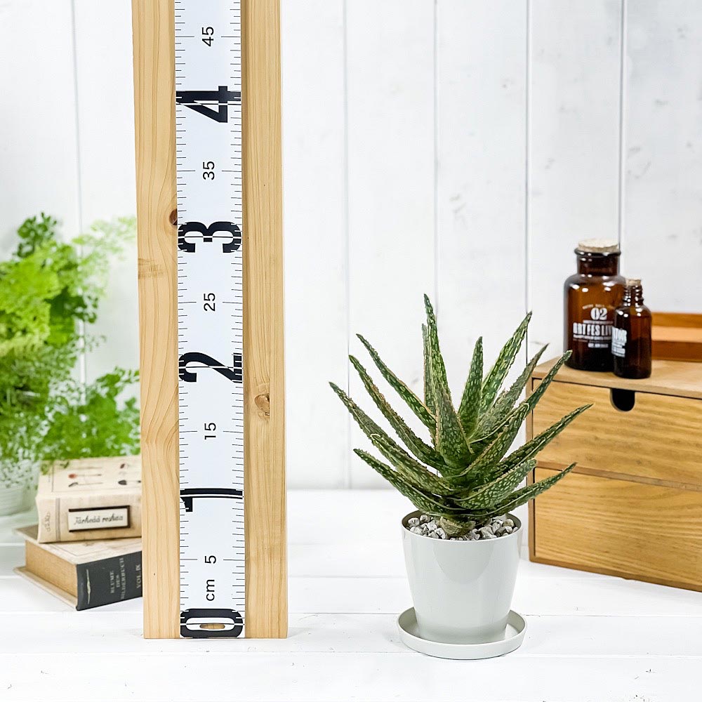 PLANCHU 多肉植物 アロエ フラミンゴ 3.5号鉢 受け皿付き 育て方説明書付き Aloe ‘Flamingo’
