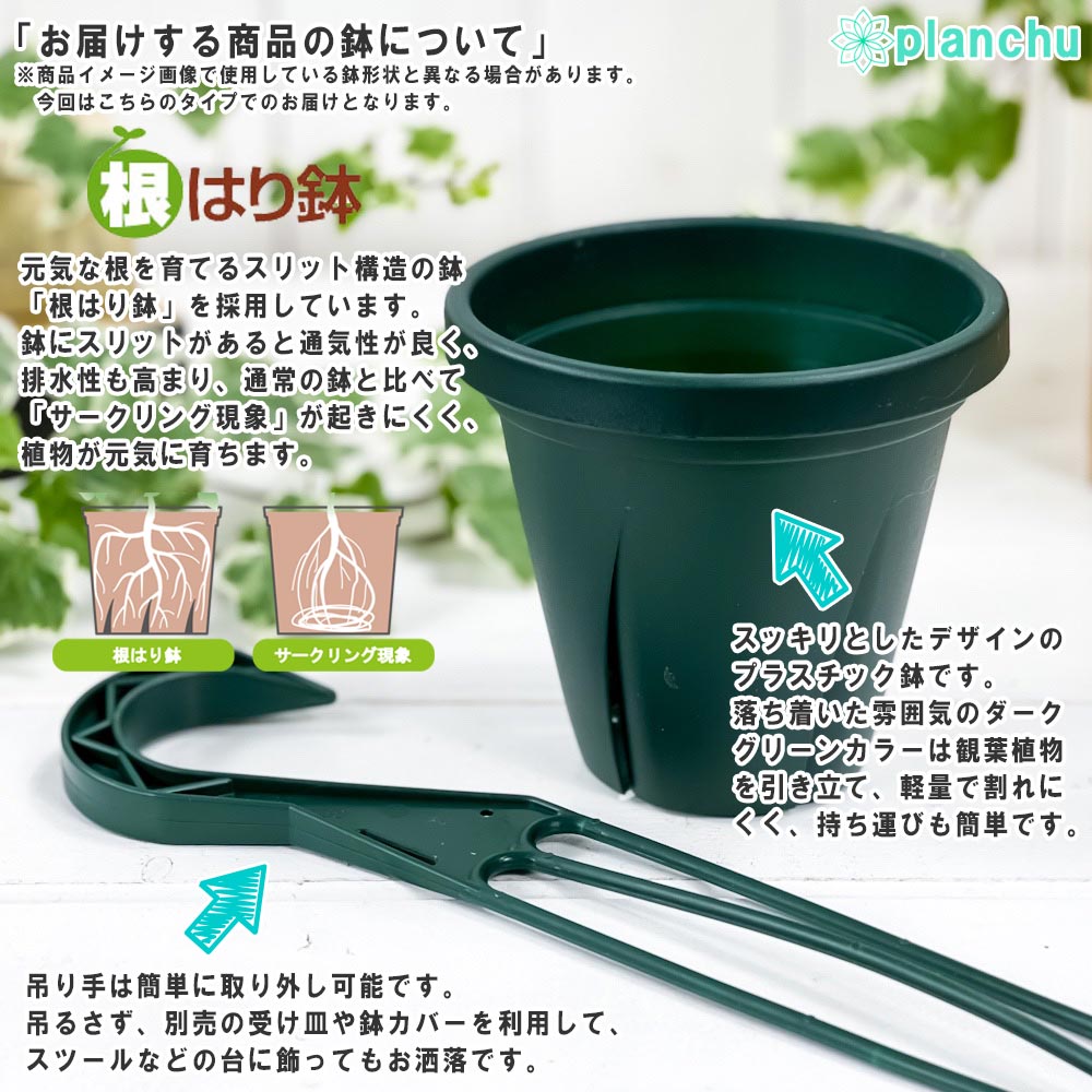 PLANCHU 多肉植物 ユーフォルビア プラティクラダ 5号吊り鉢 育て方説明書付き Euphorbia platyclada ゾンビプランツ 観葉植物